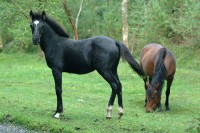 New Forest, Hampshire, United Knigdom